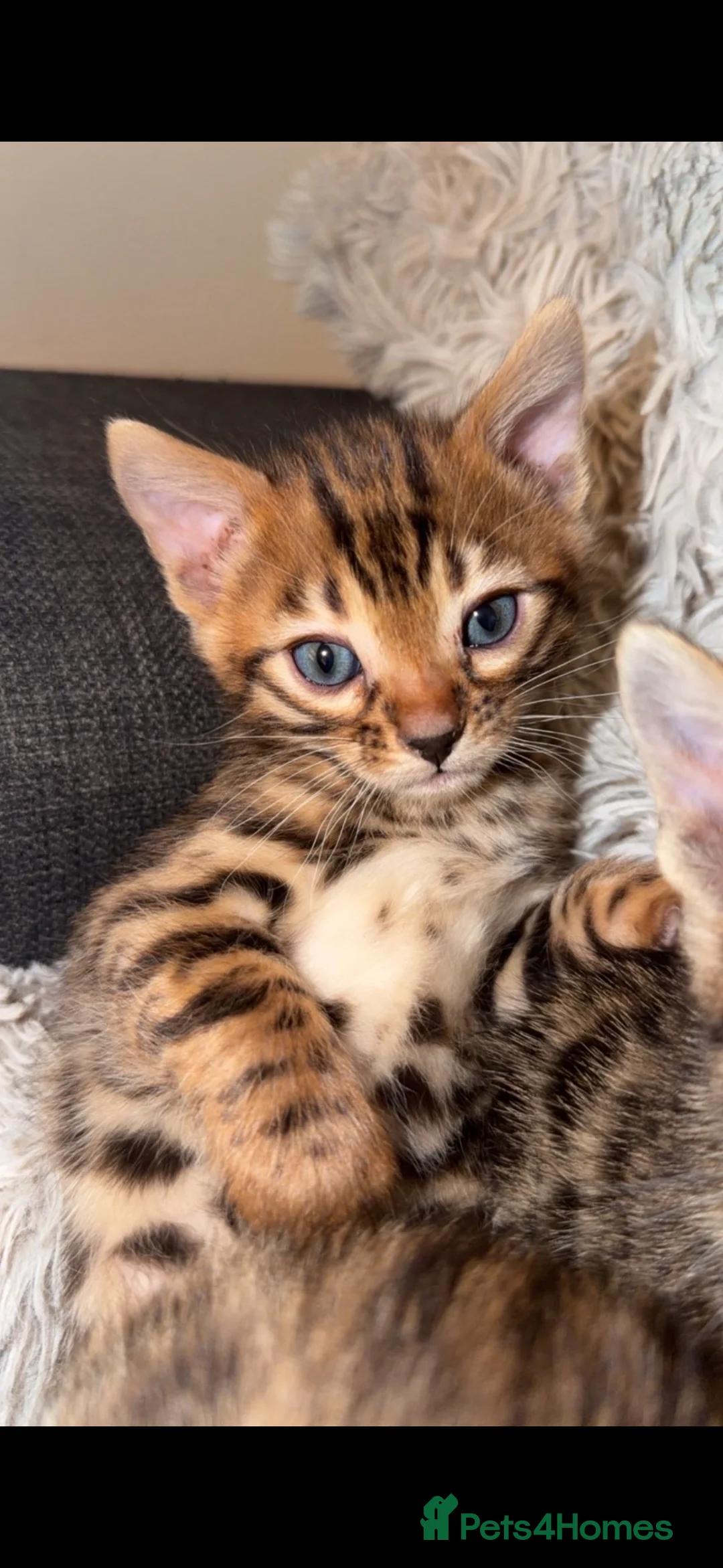 Bengal cats for sale: Stunning TICA Registered Bengals in Leeds - Advert 2