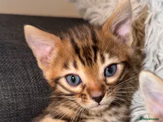 Bengal cats Stunning TICA Registered Bengals - Advert 2