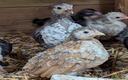Chickens poultry for sale: Bantam chicks - Image 1
