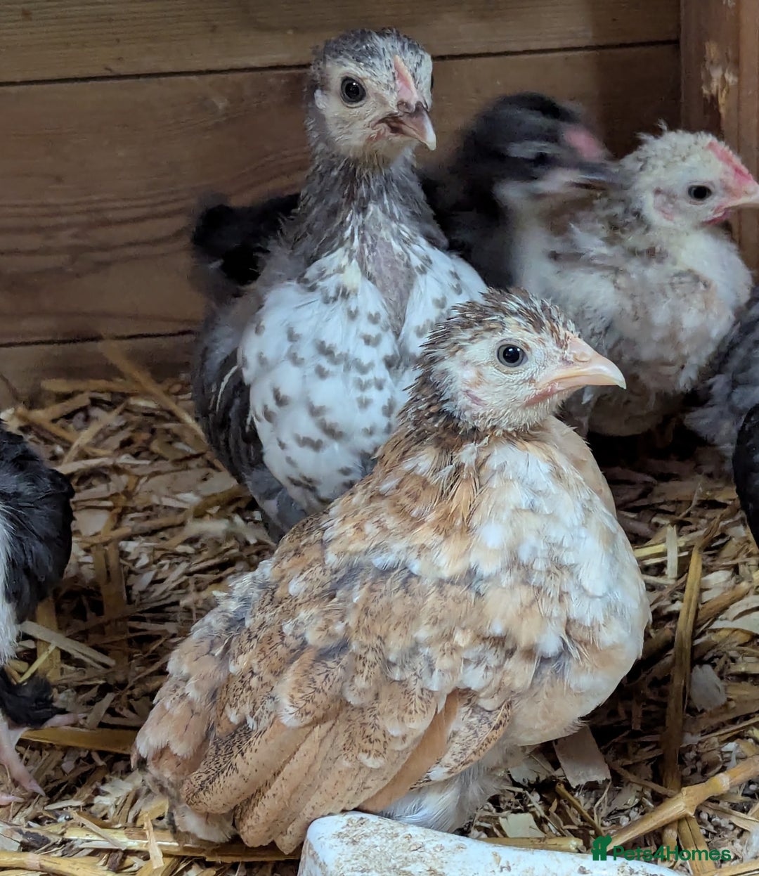 Chickens poultry for sale: Bantam chicks - Image 1
