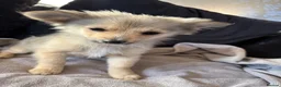 Pomeranian dogs for sale: Pomeranian puppies  - Advert 6