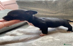 Mixed Breed dogs for sale: French bulldog x Staffordshire bull terrier - Image 29