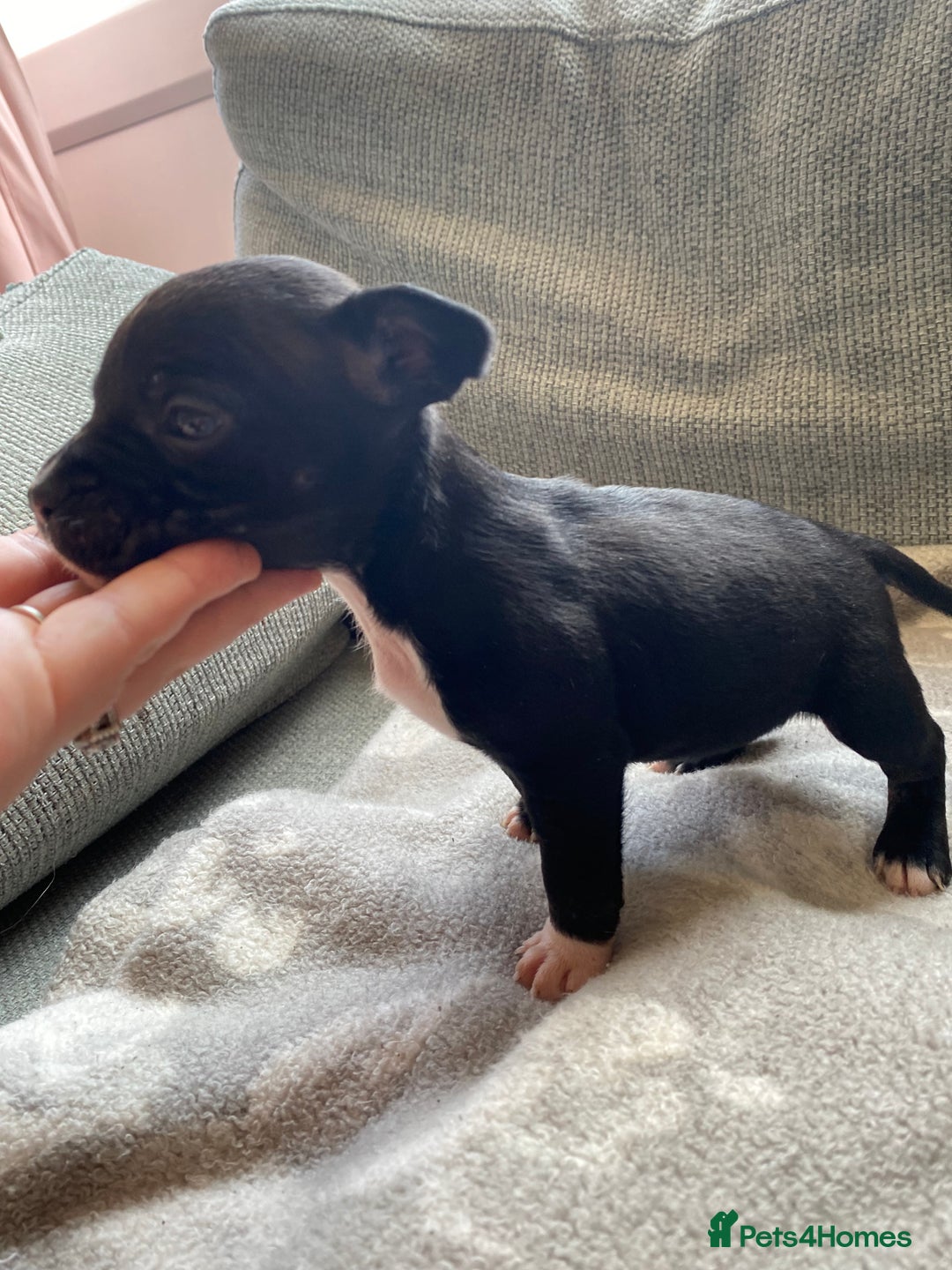 Mixed Breed dogs for sale: French bulldog x Staffordshire bull terrier - Image 29