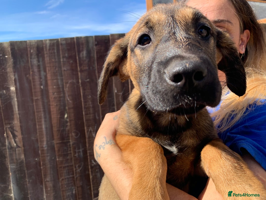 Mixed Breed dogs for sale: Cane corso X Alaskan malamute surprise litter  - Image 24