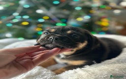 Old Tyme Bulldog dogs for sale: English bulldogs puppies  - Image 4