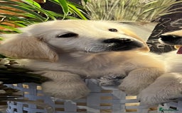 Golden Retriever dogs for sale: KC Golden Retrievers  - Image 3