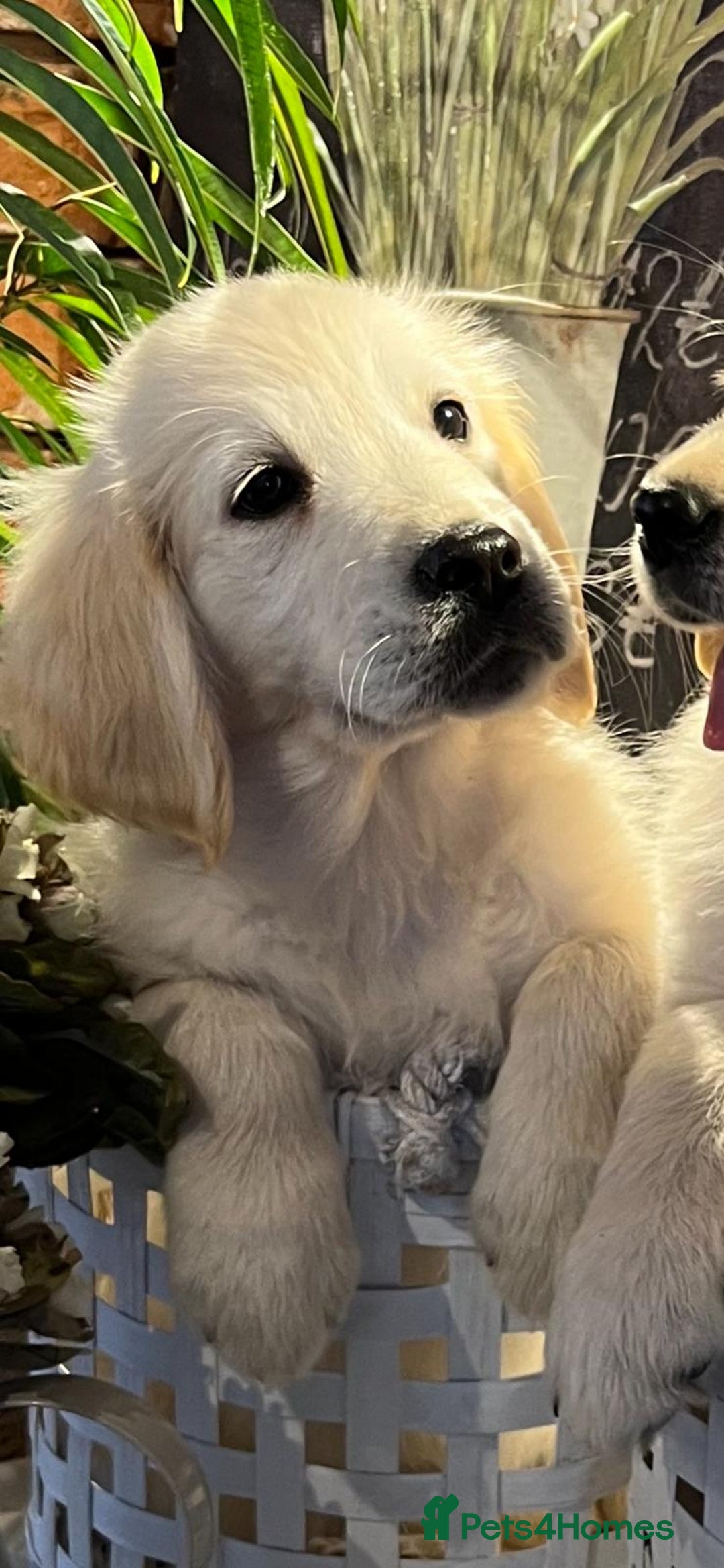Golden Retriever dogs for sale: KC Golden Retrievers  - Image 3