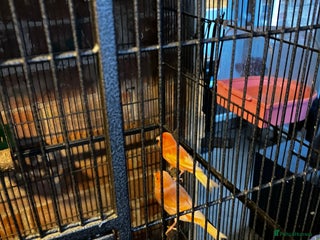 Canaries birds CANARIES X 3 pairs 1 male - Advert 3