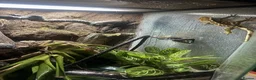 Gecko reptiles for sale: Crested Gecko With Full Bioactive Enclosure in Wilmslow - Advert 1