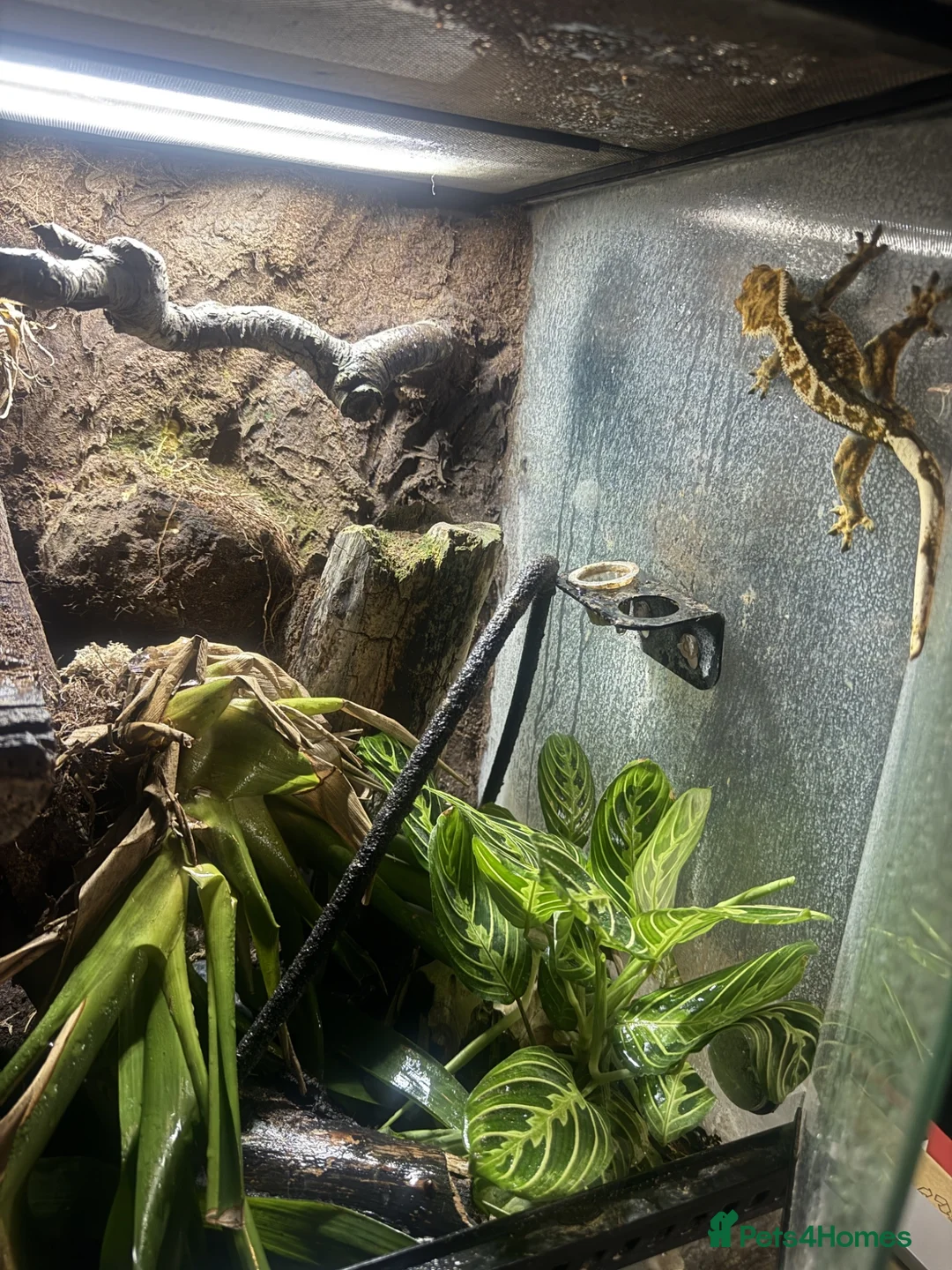 Gecko reptiles for sale: Crested Gecko With Full Bioactive Enclosure in Wilmslow - Advert 1