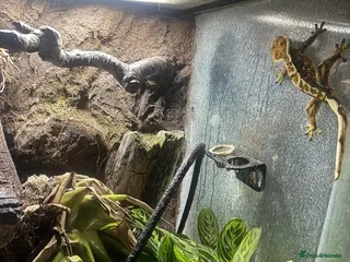 Gecko reptiles Crested Gecko With Full Bioactive Enclosure+ Stand - Advert 1