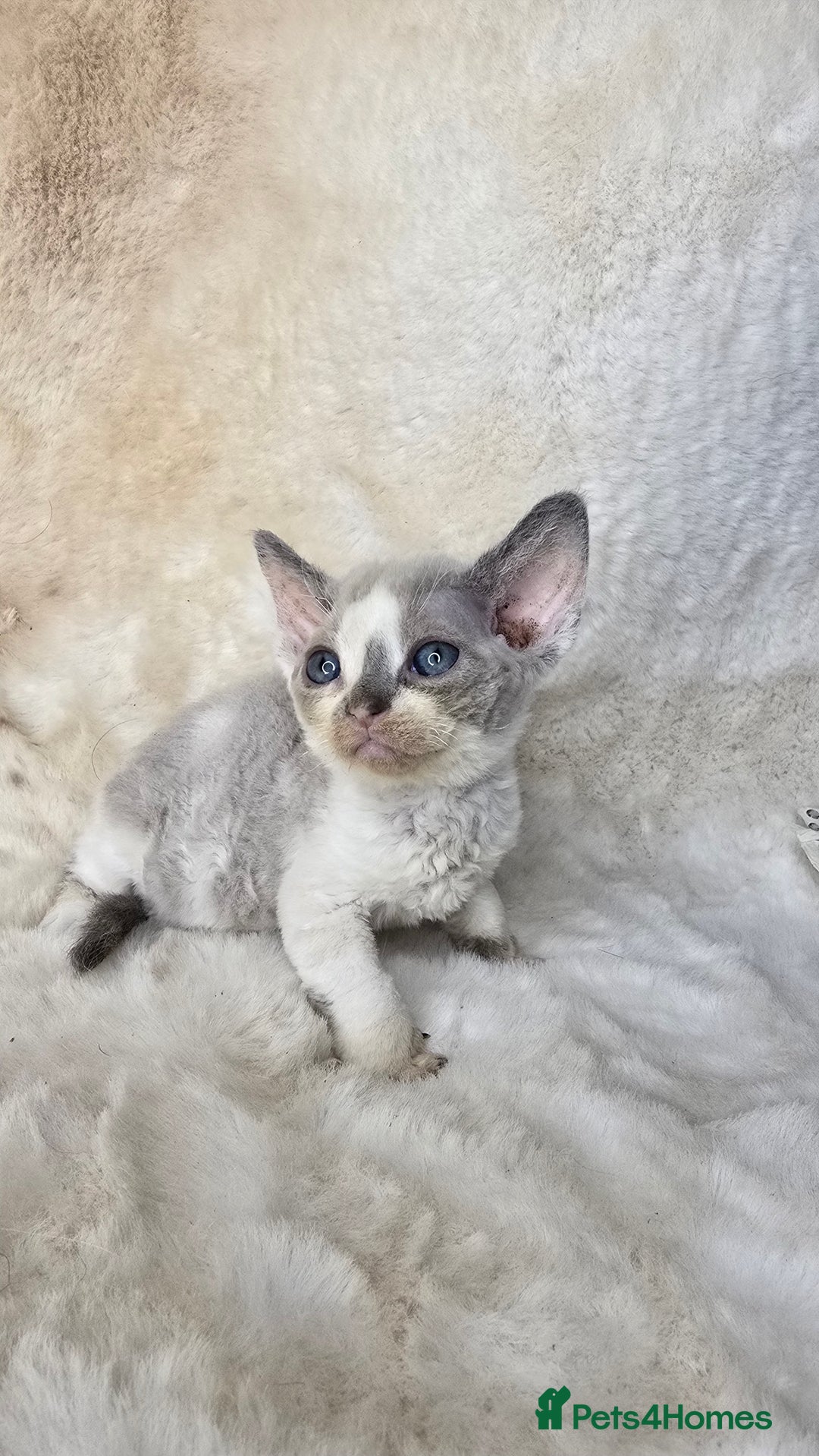 Devon Rex cats for sale: Devon Rex. 3 girls bominant blue eyes. All guts  - Image 25