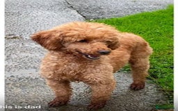 Irish Doodle dogs for sale: Stunning litter of mini Irish Doodles - Image 14