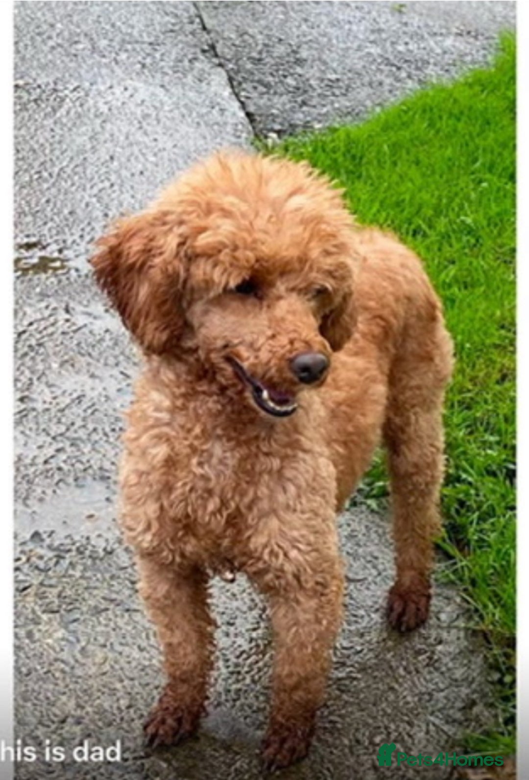 Irish Doodle dogs for sale: Stunning litter of mini Irish Doodles - Image 14