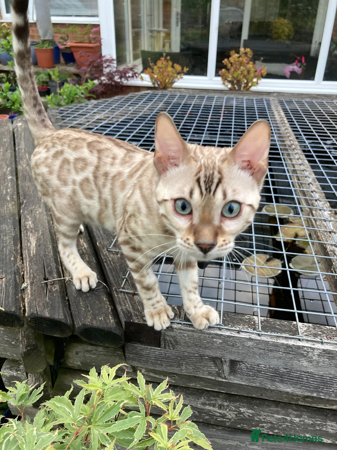 Bengal cats for stud: PROVEN ♡ Handsome BENGAL STUD > Carries SNOW + SLV in Birmingham - Advert 23