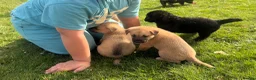 Mixed Breed dogs for sale: 7 beautiful Malkita x puppies with unique colours  - Advert 25
