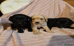 Cocker Spaniel dogs for sale: Beautiful Working KC Reg Cocker Spaniels Puppies - Advert 16