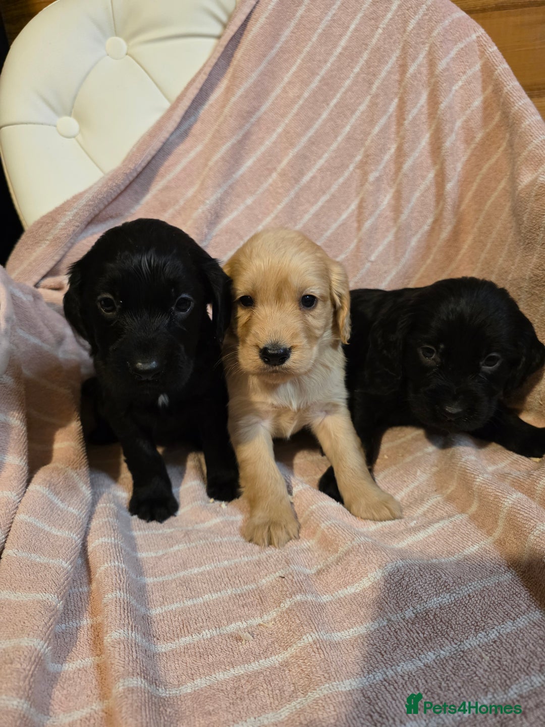 Cocker Spaniel dogs for sale: Beautiful Working KC Reg Cocker Spaniels Puppies - Advert 16