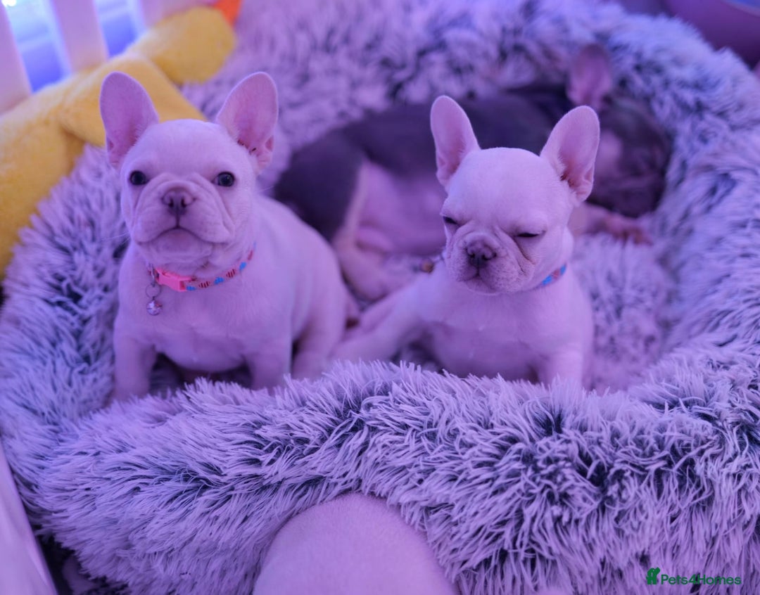 French Bulldog dogs for sale: KC French Bulldog Ready Now ! - Image 14