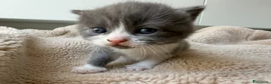 Domestic Shorthair Kitten 4
