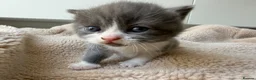 Domestic Shorthair cats for sale: British shorthair crossbreed - Advert 14