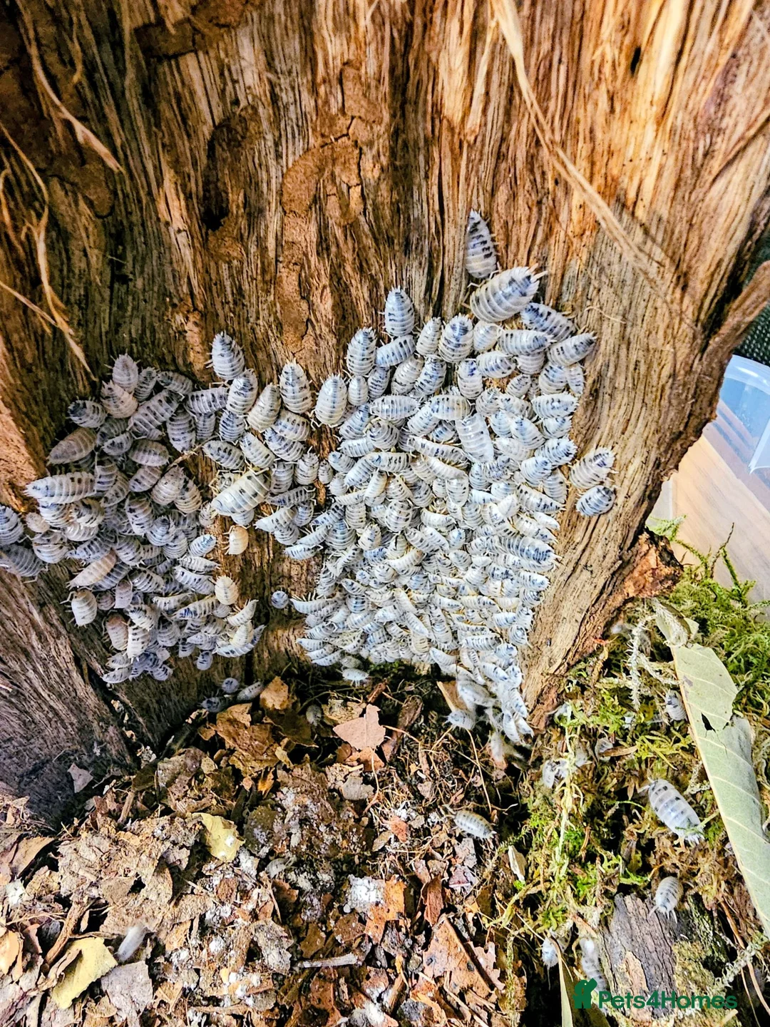 Isopods invertebrates for sale: Dairy cow isopods Porcellio laevis  - Advert 1