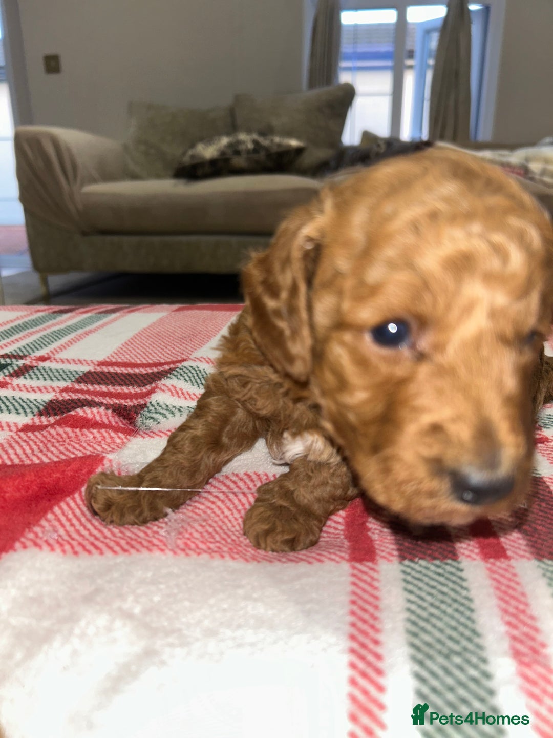 Miniature Poodle dogs for sale: 🐩Gorgeous deep red miniature poodles - Advert 10
