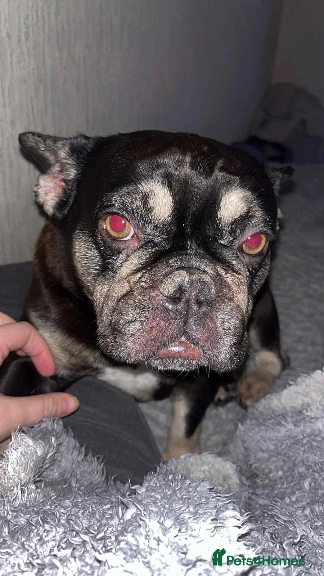 French Bulldog dogs for sale: Female French bulldog 4 years old  - Advert 1