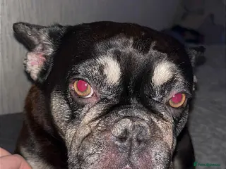 French Bulldog dogs Female French bulldog 4 years old - Advert 1