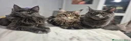 Maine Coon cats for sale: 😻Active TICA Registered XL Maine Coon Queen - Advert 4