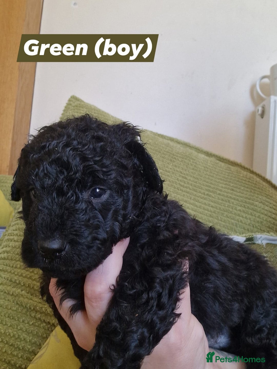 Mixed Breed dogs for sale: Borderdoodle - Image 3