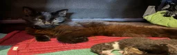 British Shorthair cats for sale: 4 Gorgeous Kittens for Sale - Advert 15