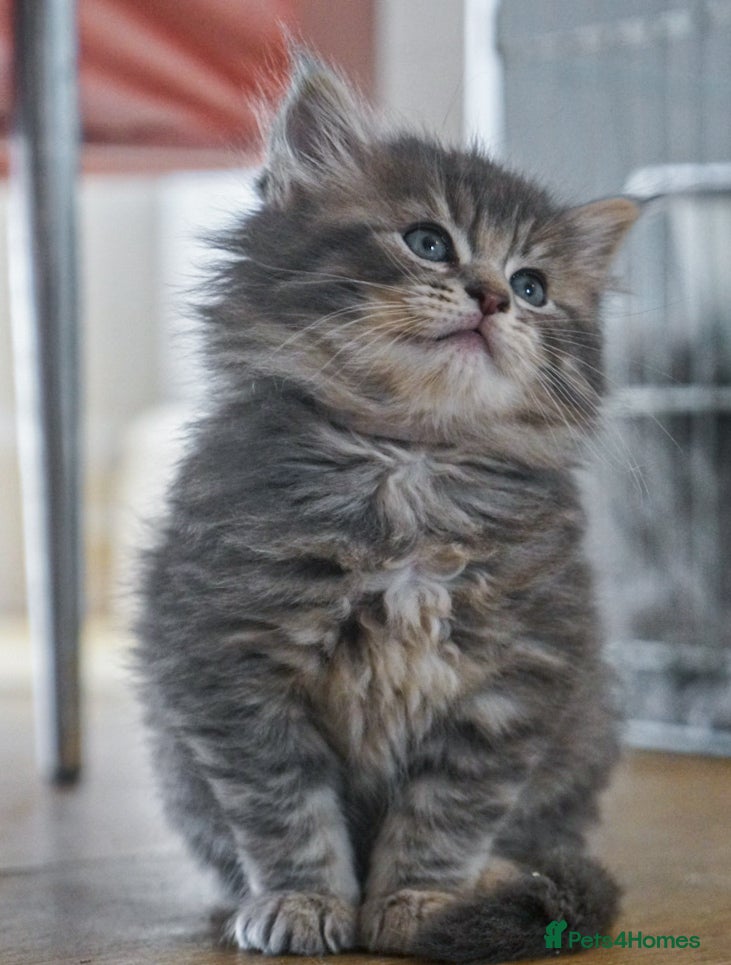 Maine Coon cats Gorgeous Chunky Maine coon kittens ready may 20th - Advert 2