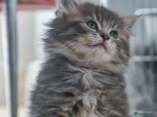 Maine Coon cats Gorgeous Chunky Maine coon kittens ready may 20th - Advert 2