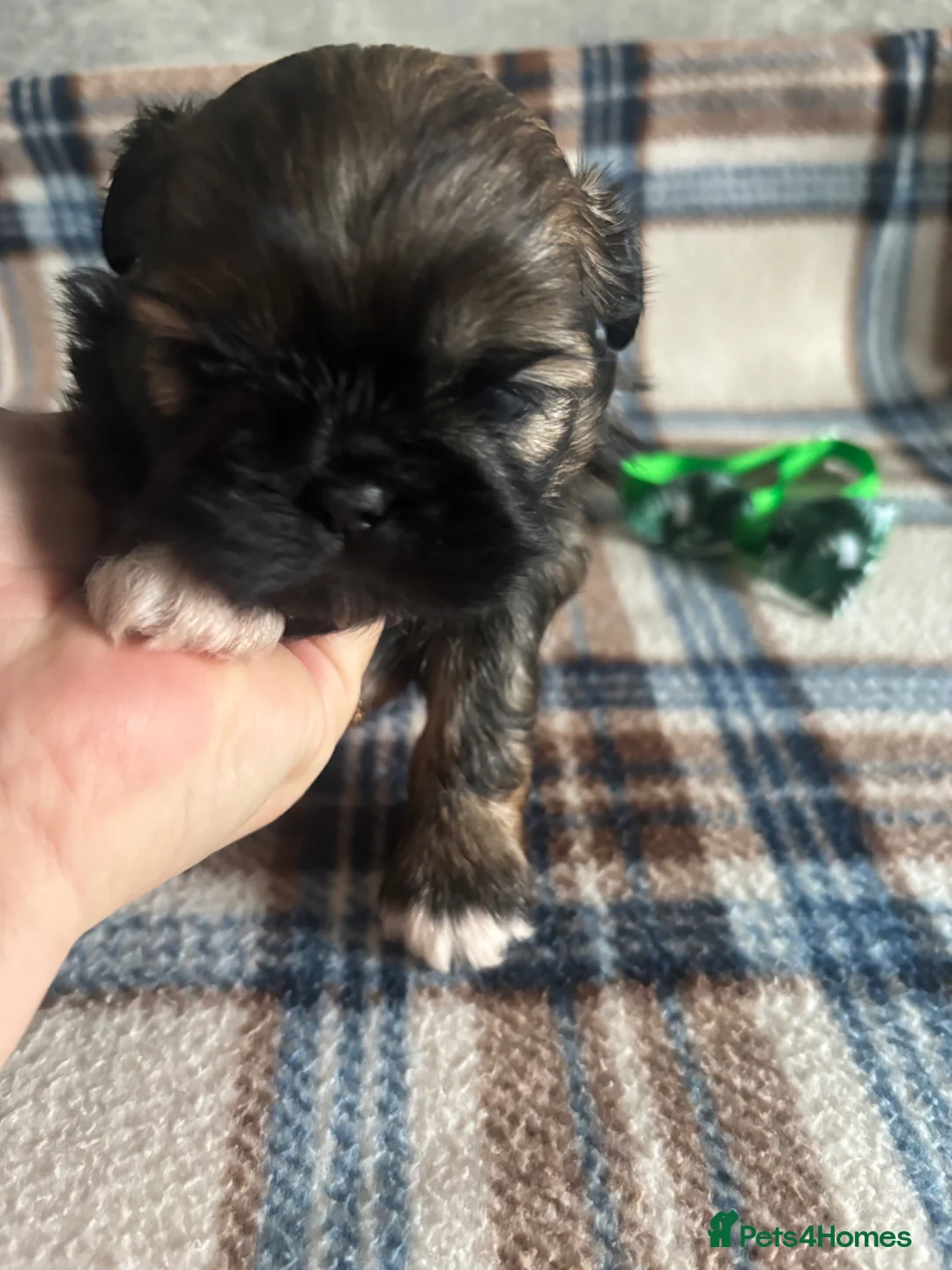 Shih Tzu dogs for sale: Imperial shih tzu  - Advert 9