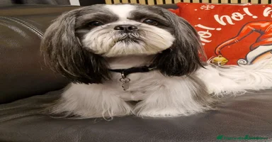 Shihpoo dogs - Advert 2