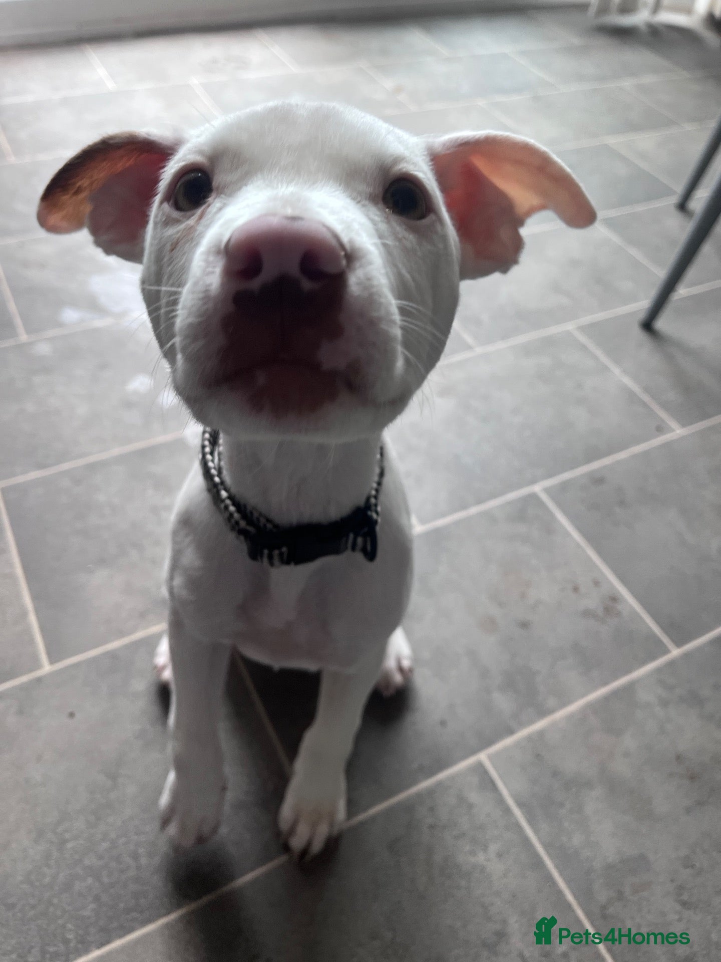 Staffordshire Bull Terrier dogs Staffie  - Advert 1