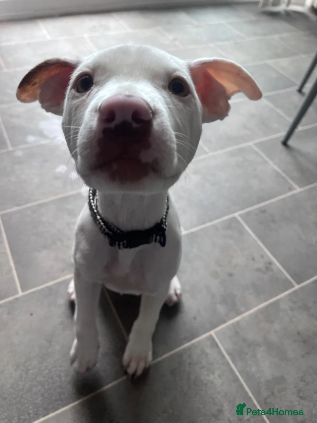 Staffordshire Bull Terrier dogs for sale: Staffie  in Carlisle - Advert 1