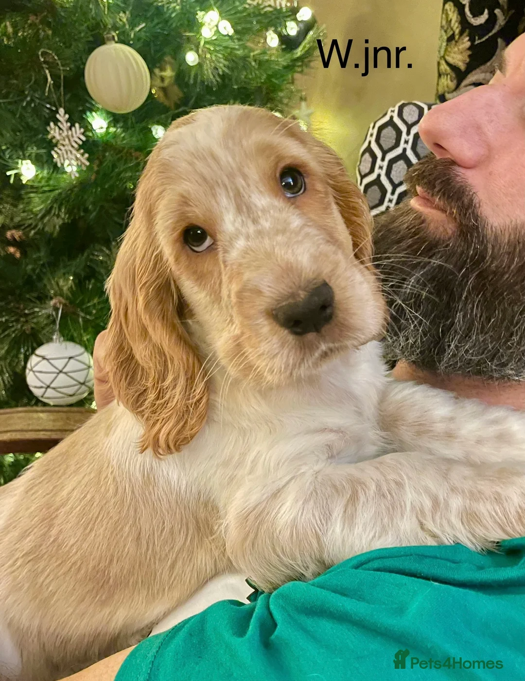 Cocker Spaniel dogs for sale: Gorgeous pair of pups remaining  - Advert 14