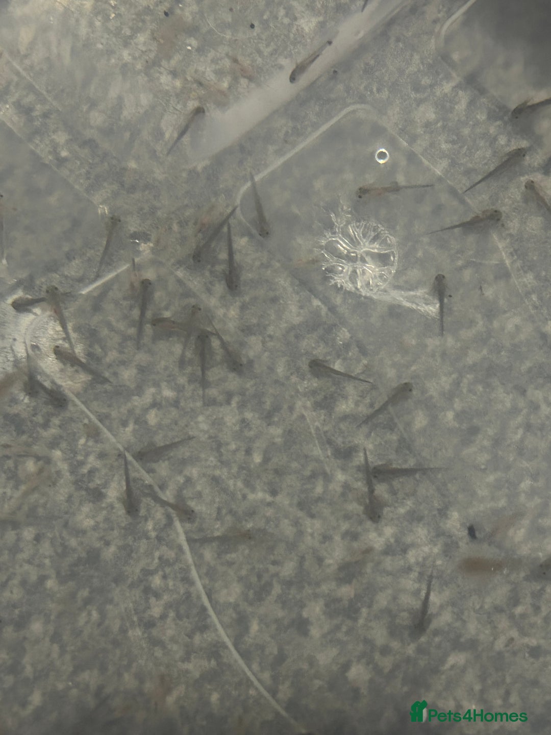 Axolotl reptiles for sale: Axolotl hatchlings  - Advert 8