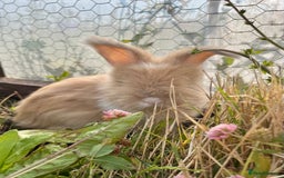 Angora rabbits for sale: Pedigree Full Faced & Maxi Faced English Angoras - Image 19