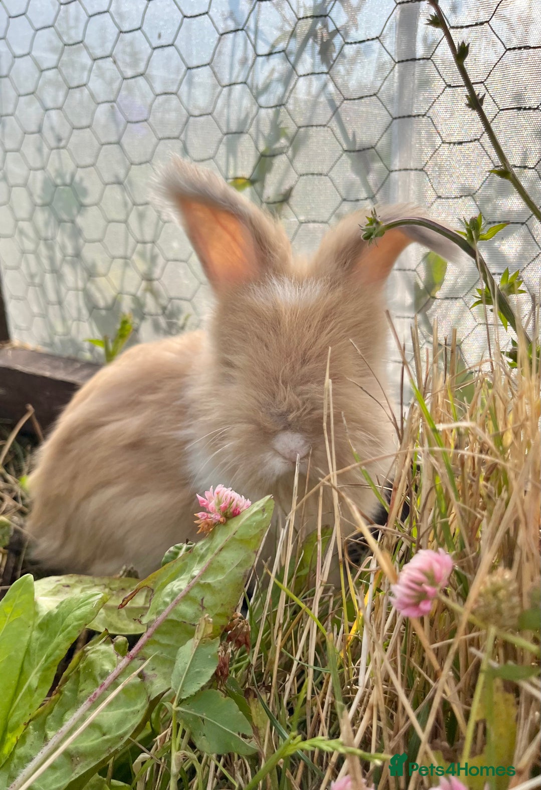 Angora rabbits for sale: Pedigree Full Faced & Maxi Faced English Angoras - Image 19