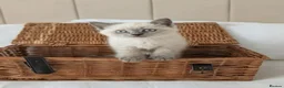 British Shorthair cats for sale: Rare colours British Kittens, ready soon.  - Advert 6