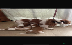 Cavalier King Charles Spaniel dogs for sale: Cavalier King Charles spaniels  - Image 5