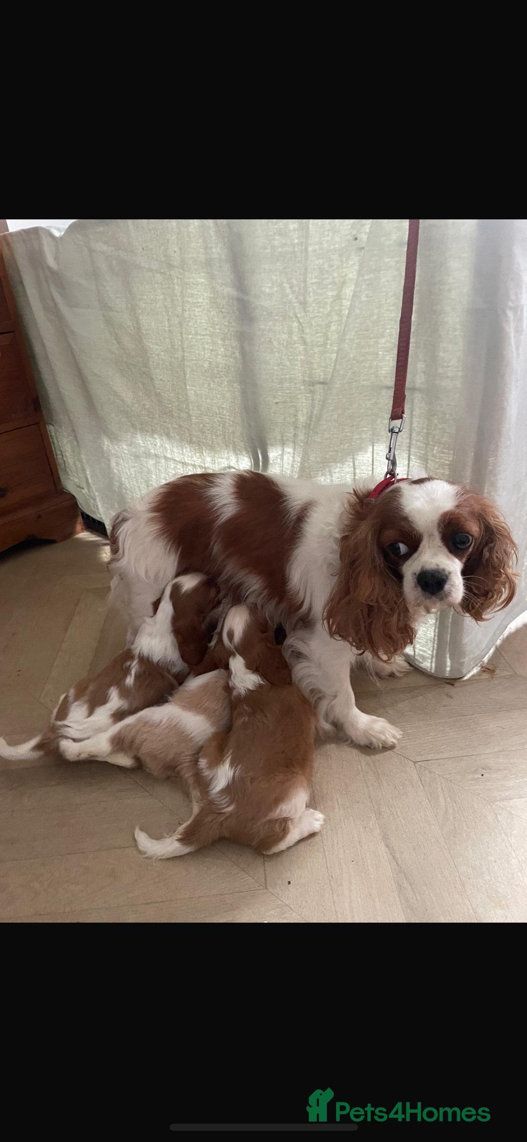 Cavalier King Charles Spaniel dogs for sale: Cavalier King Charles spaniels  - Image 5