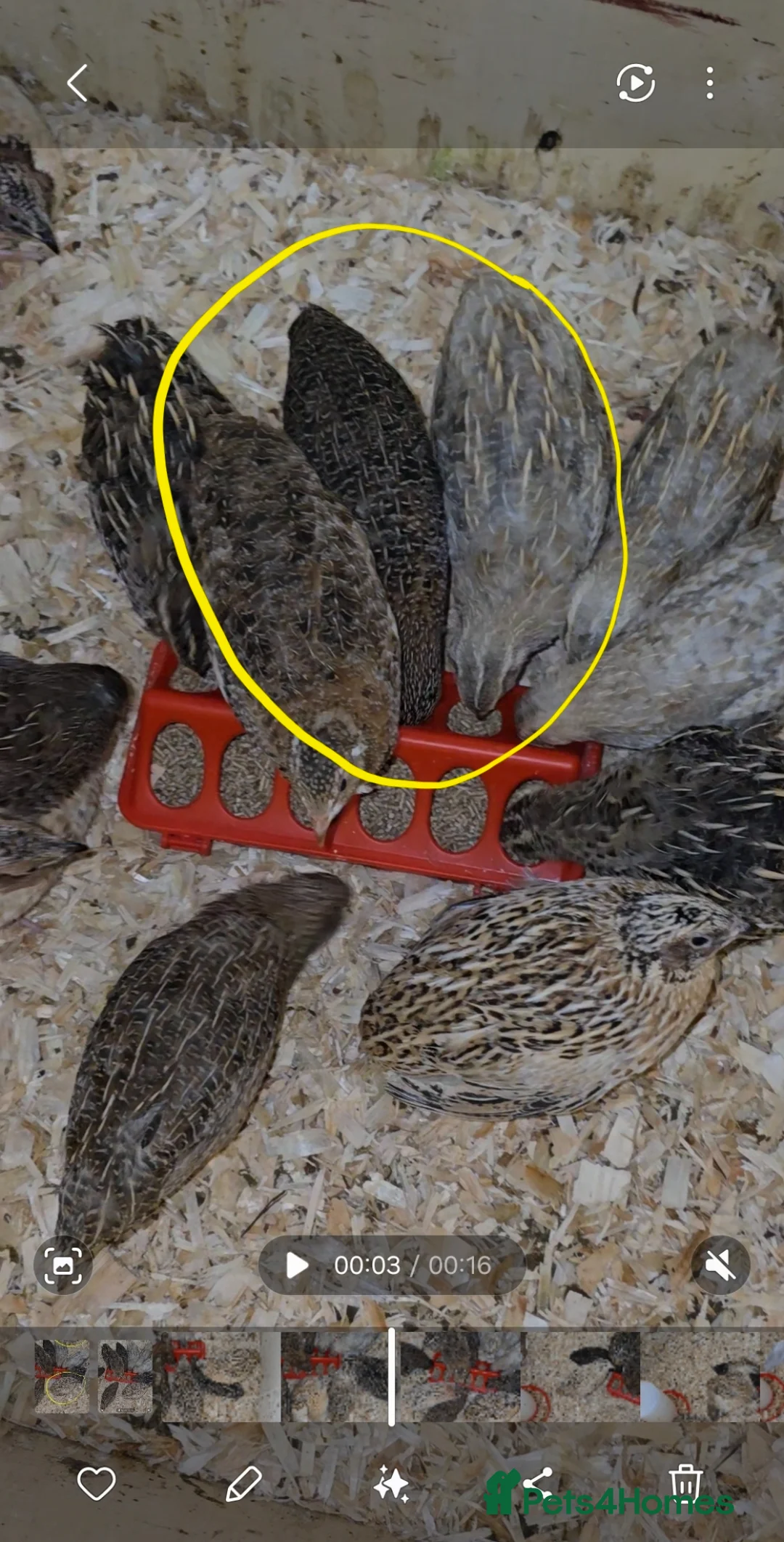 Quail poultry for sale: Beautiful Mixed Colour Coturnix Quail Males - Advert 2
