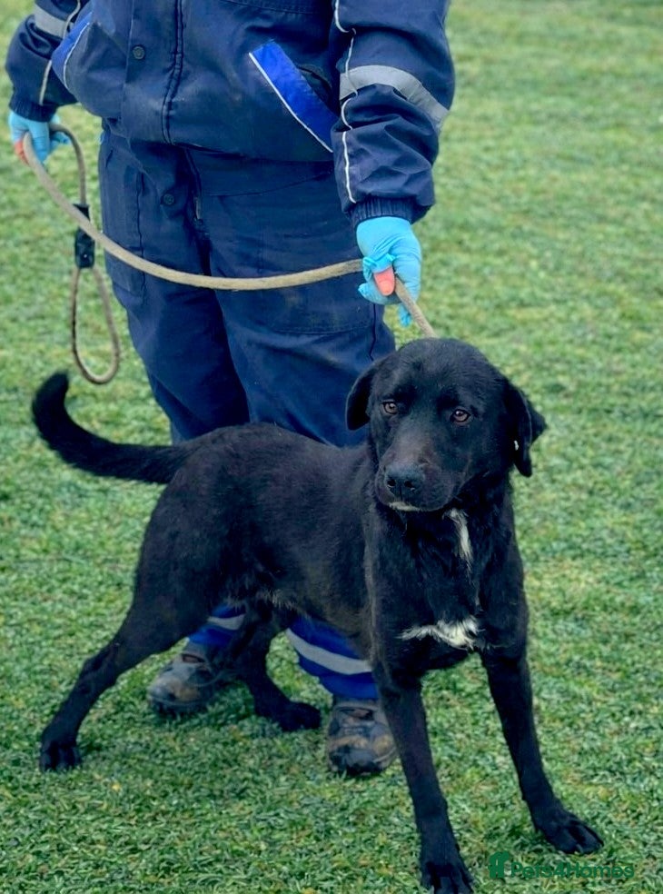 Mixed Breed dogs 🐾 Twixie – a good heart waiting to be chosen 🤍 - Advert 1