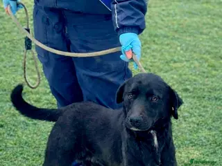 Mixed Breed dogs ๐พ Twixie โ a good heart waiting to be chosen ๐ค - Advert 1