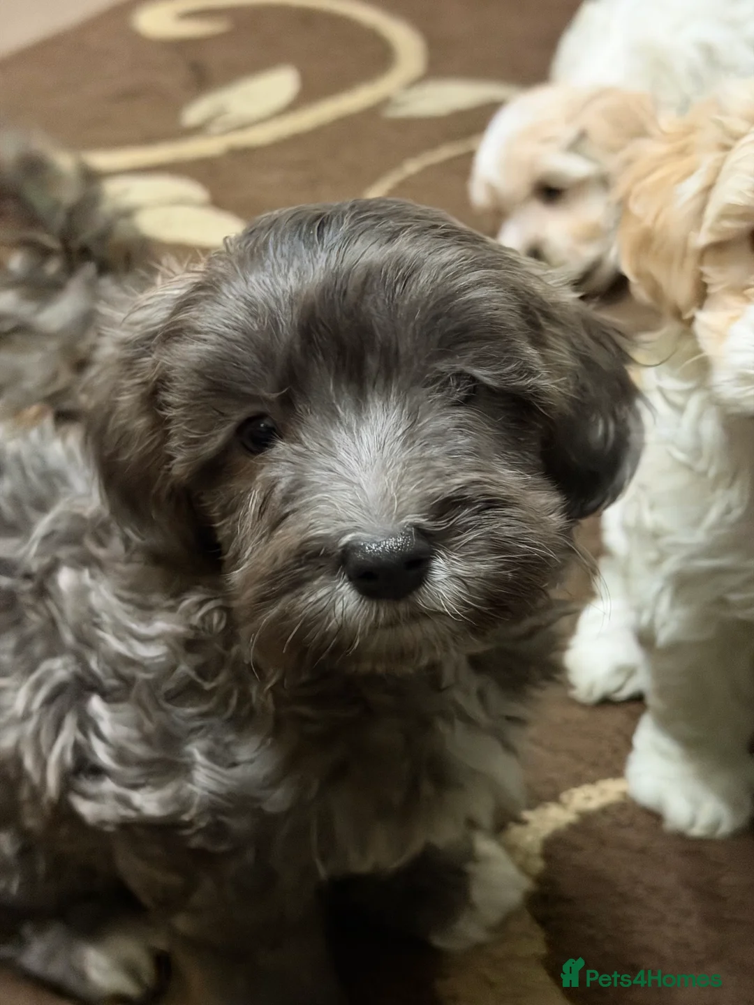 Mixed Breed dogs for sale: 🐾🐾🐾Maltipoo Puppies 🐾🐾🐾 - Advert 9