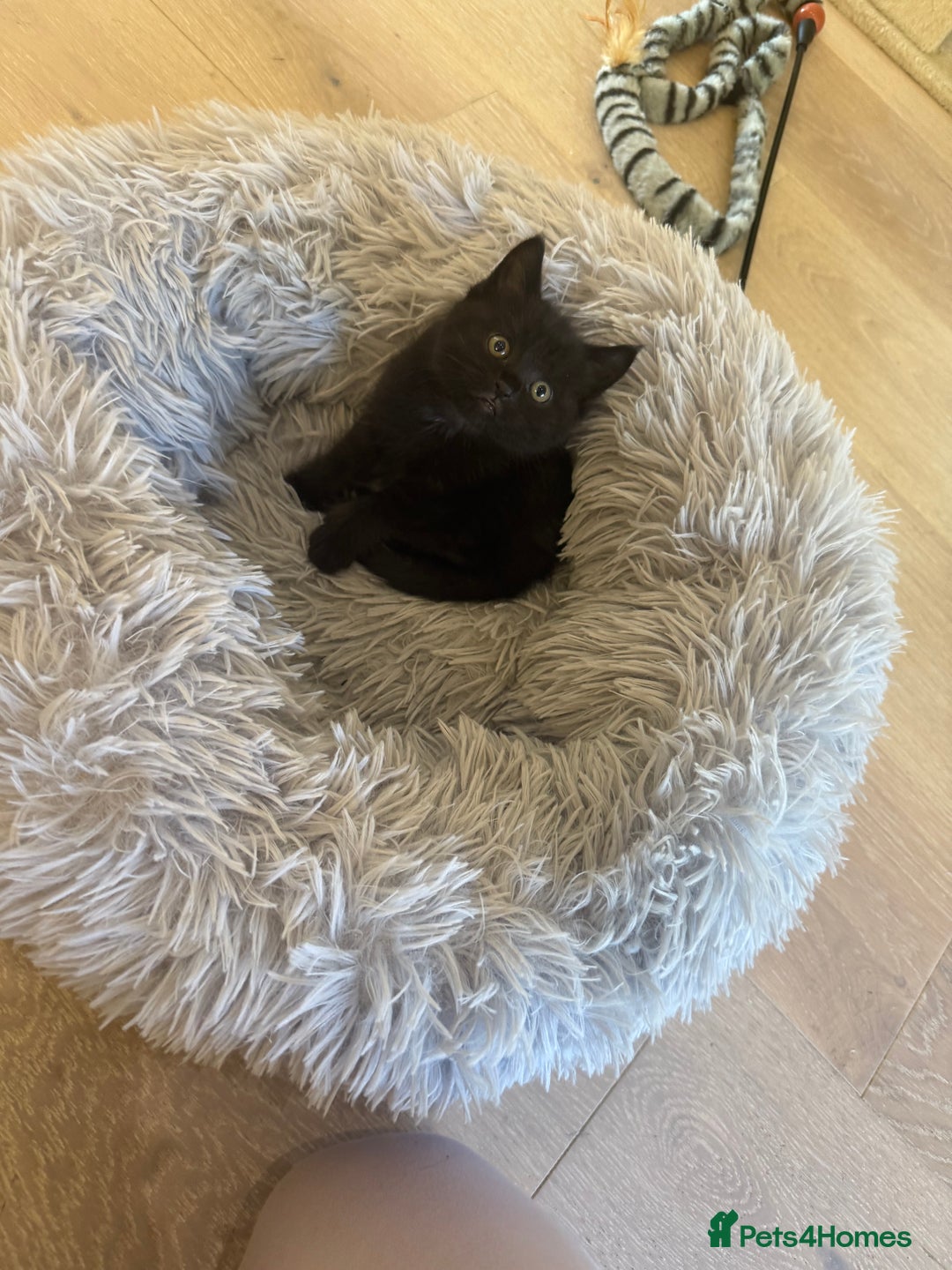 Mixed Breed cats for sale: Adorable kittens ready to go - Image 4